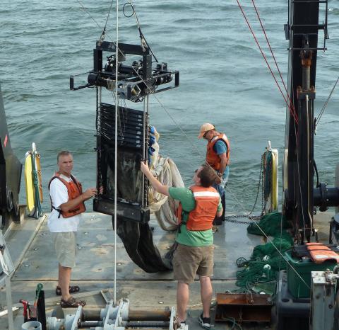 Roman sampling animals in Chesapeake Bay low oxygen zones