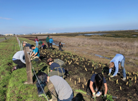 Wetland Restoration