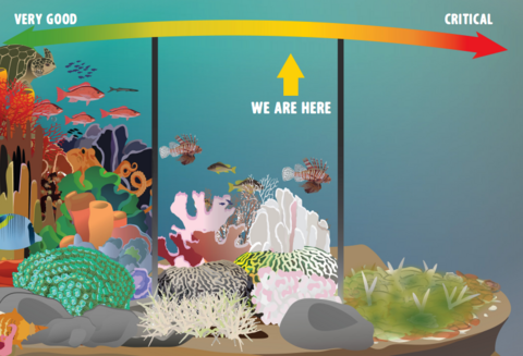 Status of coral reefs IAN graphic