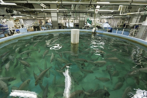 A recirculating aquaculture system at IMET