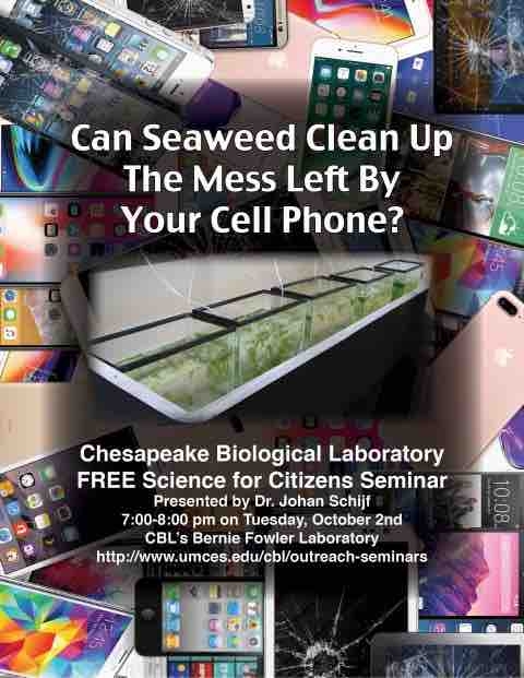 cell phones surround a photo of aquariums with seaweed