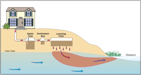 A diagram shows how septic systems can leach into the water.