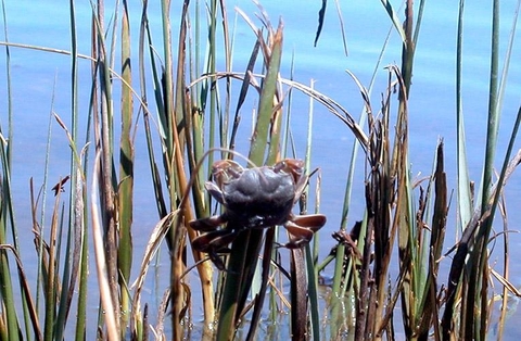 Crab in the reeds, credit: Brian Silliman