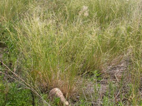 Photo of sand dropseed grass