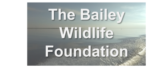 The Bailey Wildlife Foundation