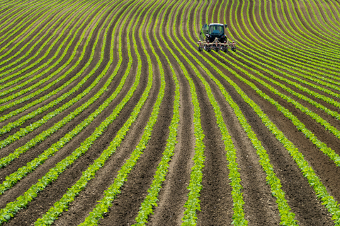 rows of green plants with a field with a tractor