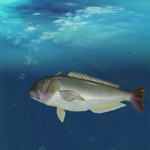 Tilefish graphic