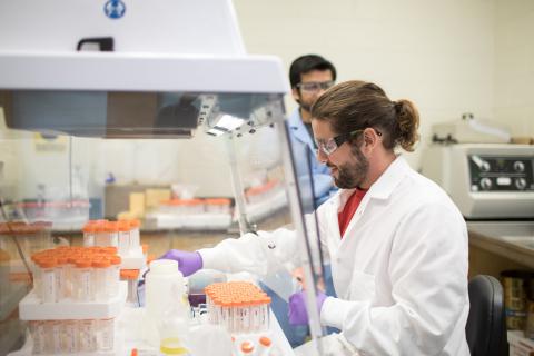 A scientists works inside of a chemical hood in a laboratory.