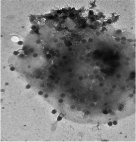  Virus lysis releases dissolved organic matter from picocyanobacteria.