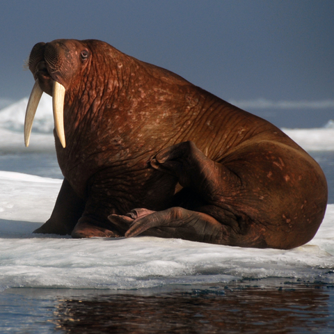 Walrus photo