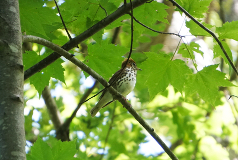 Wood thrush