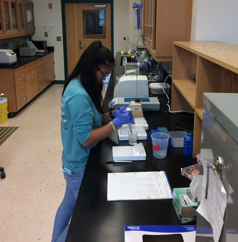 Abigail Reid prepares samples in laboratory during her internship with Dr. David Nelson.