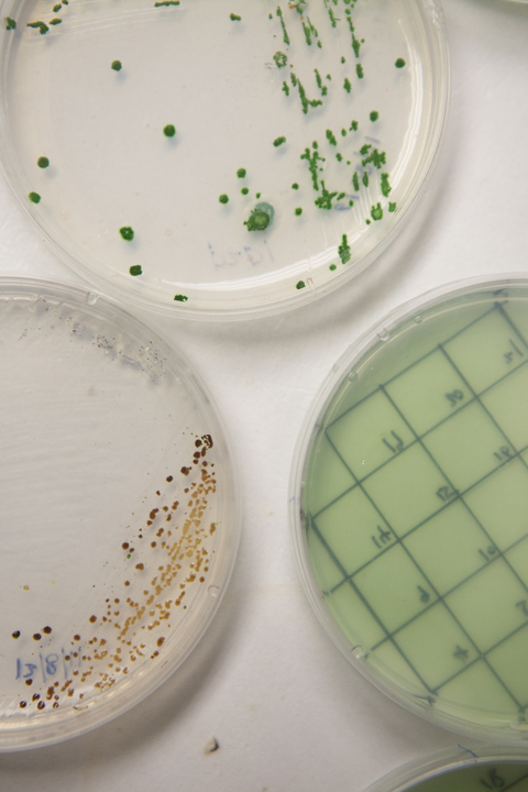 Three agar plates of algae samples close up