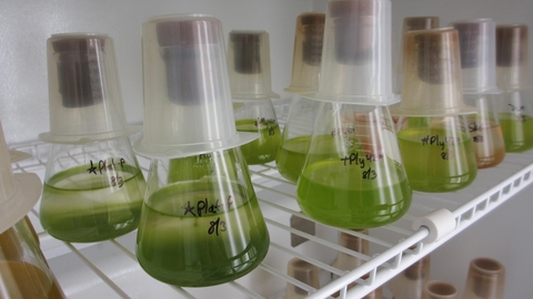 Algae stock culture in flasks