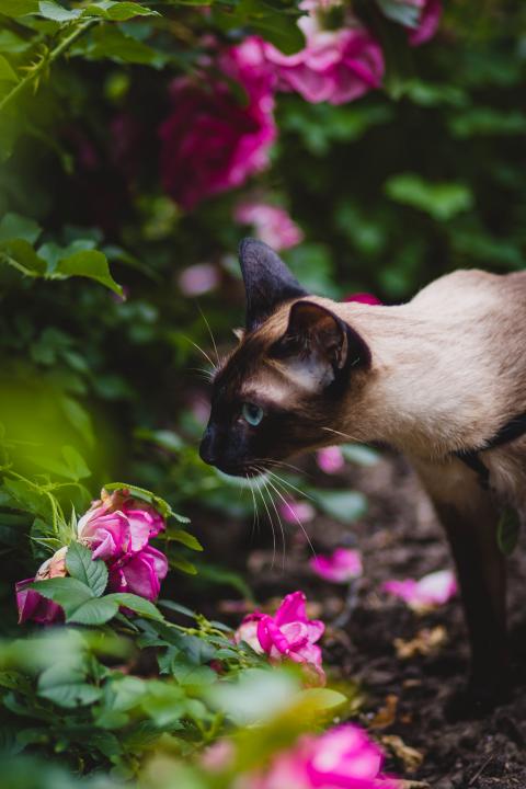 Cat in flowers 