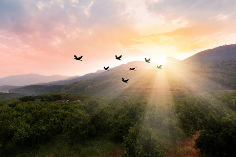 silhouettes of birds in flight near a mountain with the sun rising in the background
