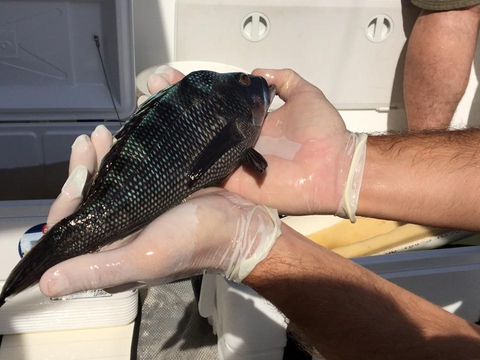 Black sea bass in hands of a researcher