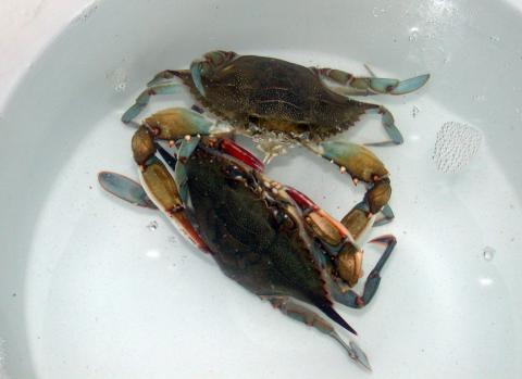 Two blue crabs in a pre-mating dance