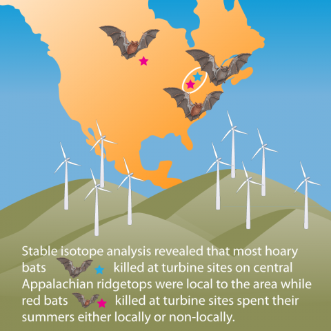 Conceptual diagram illustrating how most hoary bats killed on ridgetops were local to the area while red bats killed at the study sites spent their summers either locally or non-locally.