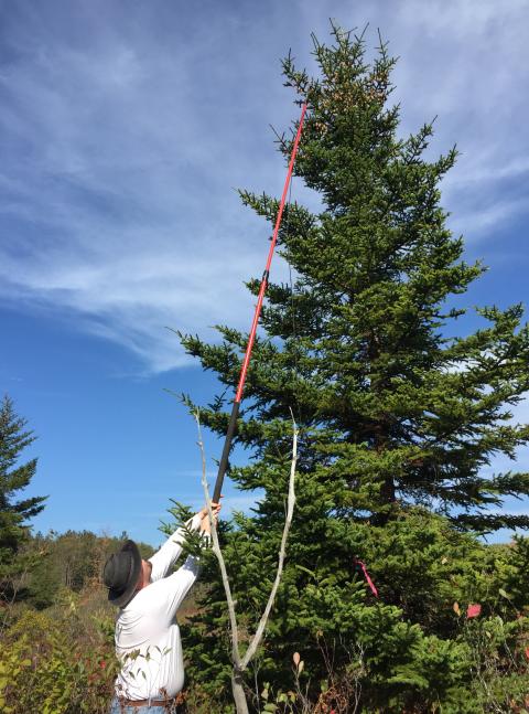 A scientist plucks cones from the top of a red spruce to retrieve seeds. The seeds that the team collected come from roughly 400 individual trees across the New England to North Carolina range. 