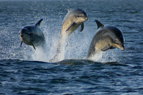 Three dolphins jump off of Scotland. Photo by Helen Bailey.