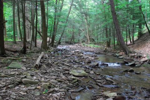 Forest stream