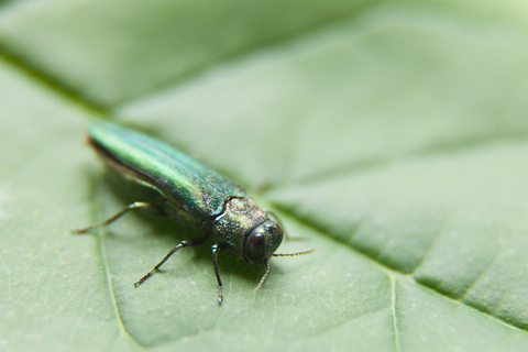 Image of emerald ash borer sitting on a green leaf