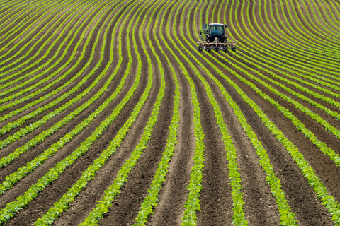 rows of green farm land