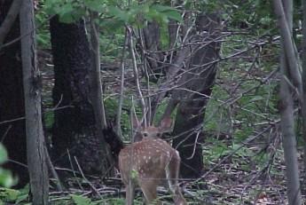 fawn in forest 