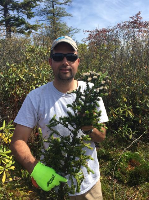 The study will focus on the red spruce, Matt Fitzpatrick said, because of its abundance and tendency to produce a lot of pollen, making it easier for him and his team to find.