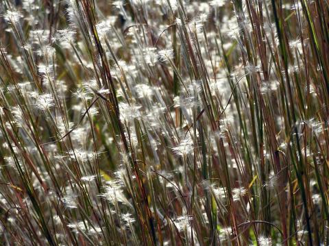 Photo of Little bluestem, a native turfgrass species