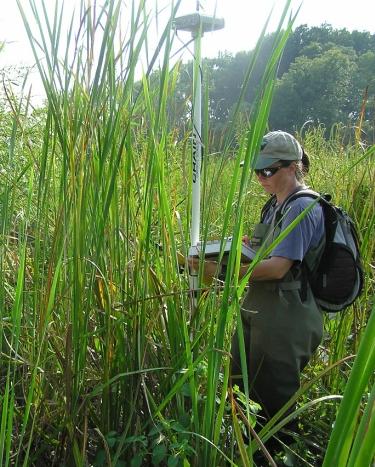 Katia Engelhardt working in the field at Dyke Marsh Preserve