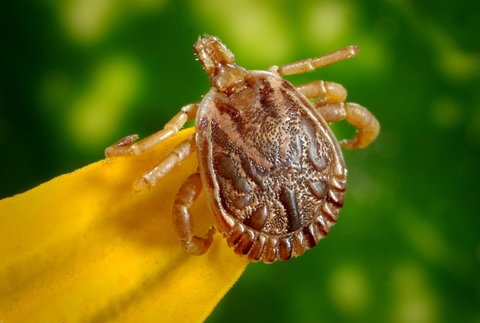 Enlarged photo of tick 