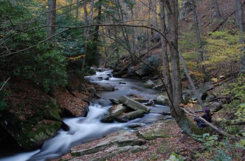 Photo of tributary to Savage River