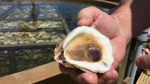 Donald Mutt Meritt holds up an oyster shell to look for spat