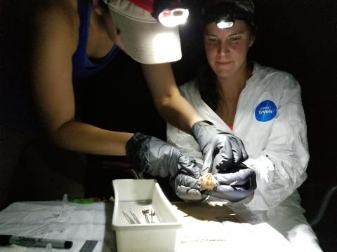 Beth Stevenson gets a closer look at a bat she thinks might be pregnant, while Kelly Pearce holds it steady.