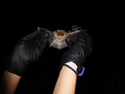 Big brown bats have been less susceptible to white-nose syndrome.