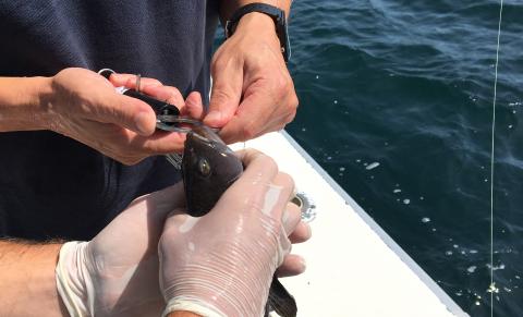 How to Increase the Survival Rate for Black Sea Bass After Release - Hook,  Line and Science