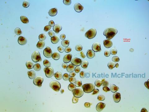 Oyster larvae