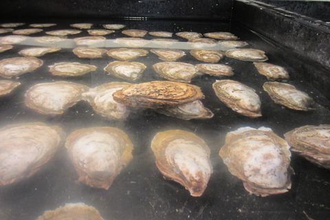 oyster spawning