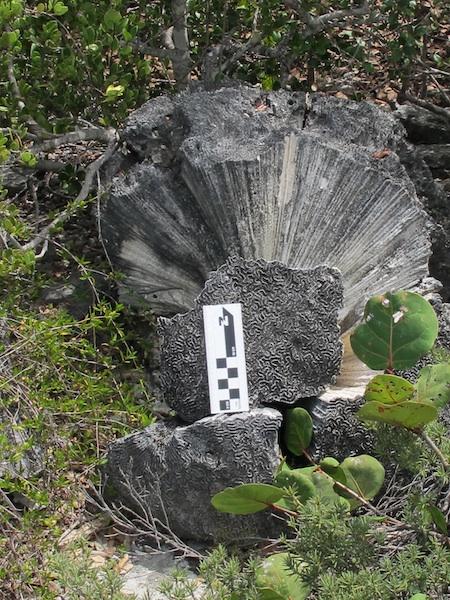 Example of a coral that can hold temperature records from hundreds of years ago in its skeleton.