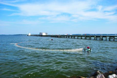 Gathering fish in seine net for counting at Chesapeake Biological Laboratory