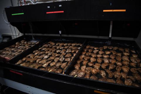 Oyster spawning table by Katie Hornick