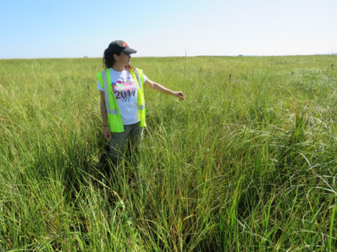 Student measuring marsh grass