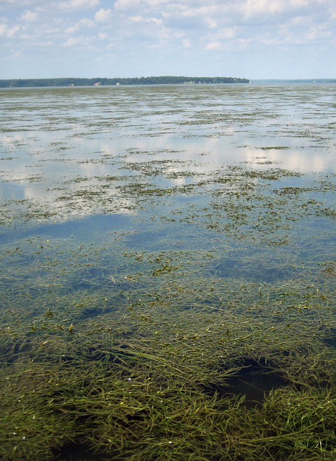 A view of seagrasses in Susquehanna Flats.