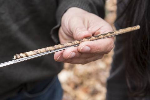 Photo of a tree core