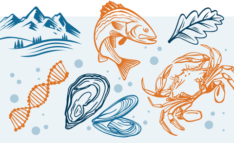 Line art illustration of mountains, fish, leaves, oysters and crabs
