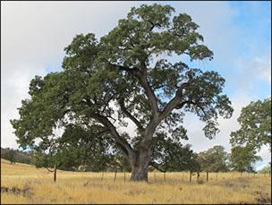 Photo of a valley oak tree in California.