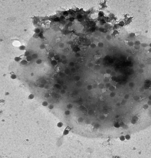 Virus lysis releases dissolved organic matter from picocyanobacteria.