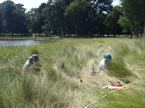 Two scientists working in marsh